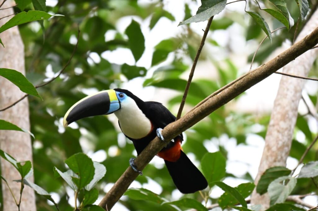 Manu Zona Reservada Expedición 7D/6N