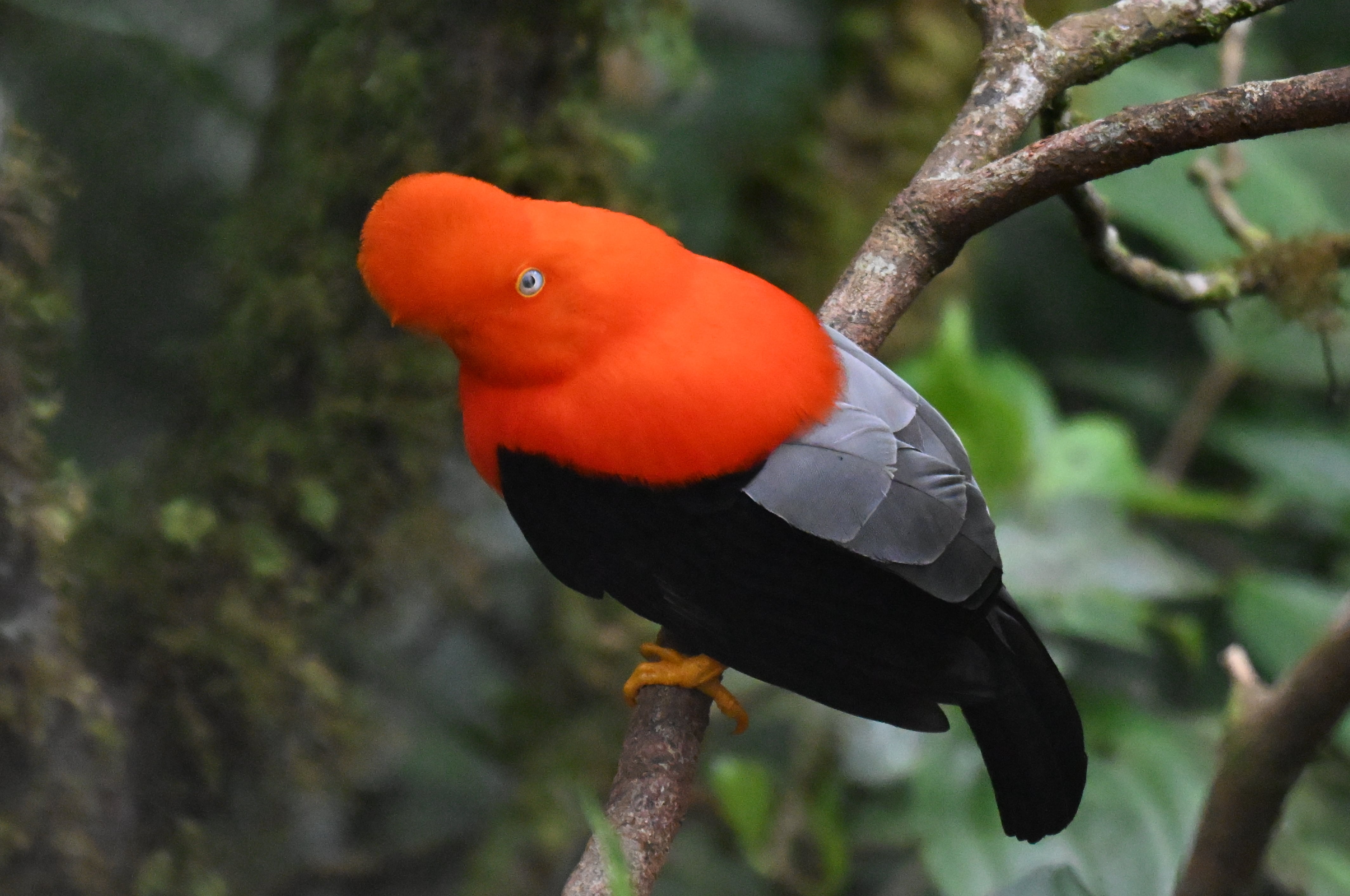 Aventura en la Selva Amazónica del Peru 3D/2N