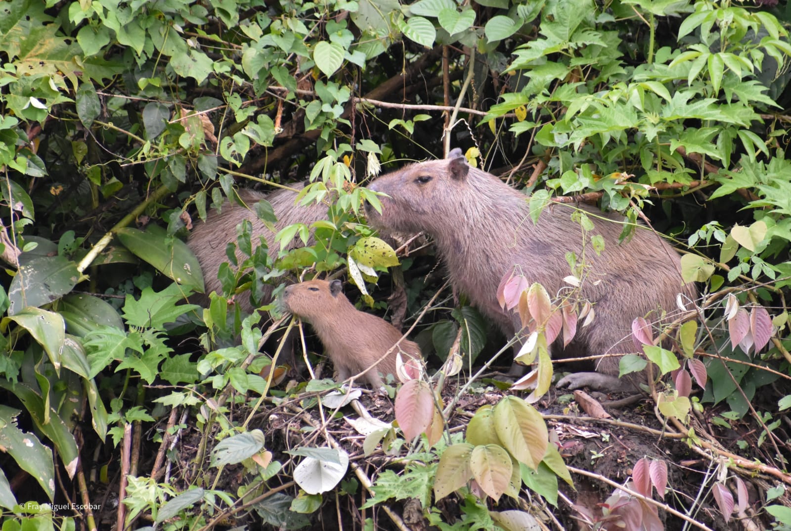 manu adventure peru 12