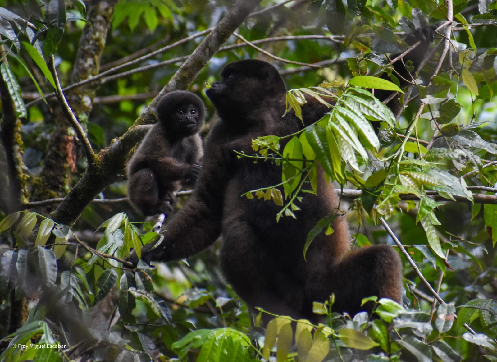 manu adventure peru 13