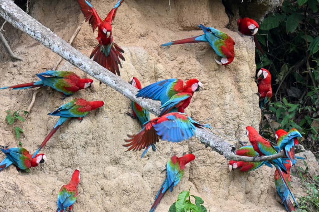 Manu Amazonía y Collpa de Guacamayos Tour 7D/6N