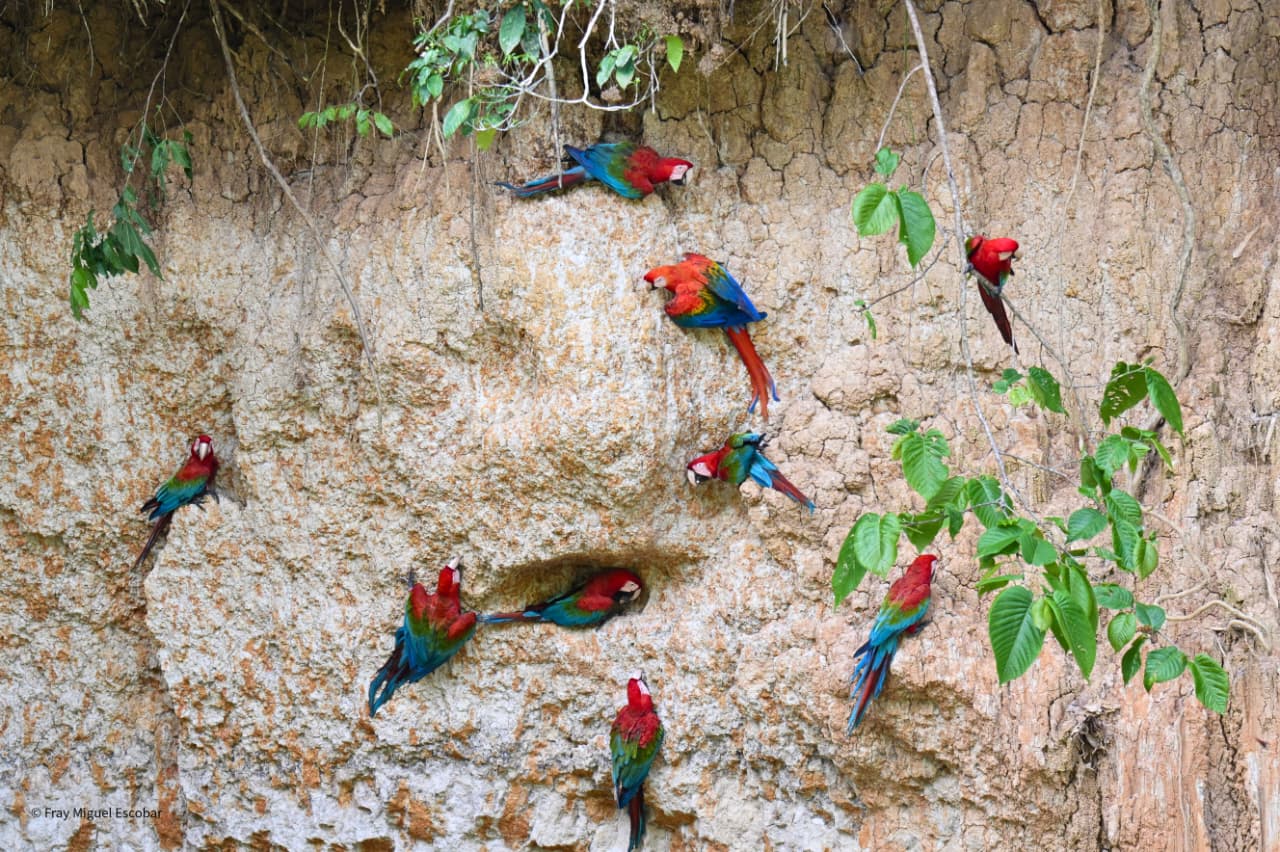 manu national park 1