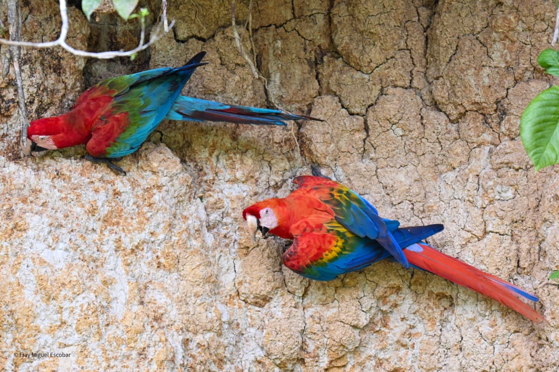 manu national park 2 manu national park 2