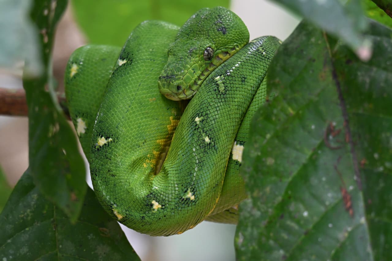 Parque Nacional del Manu 6D/5N